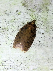 Polyortha
