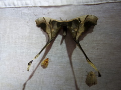 Copiopteryx sonthonnaxi