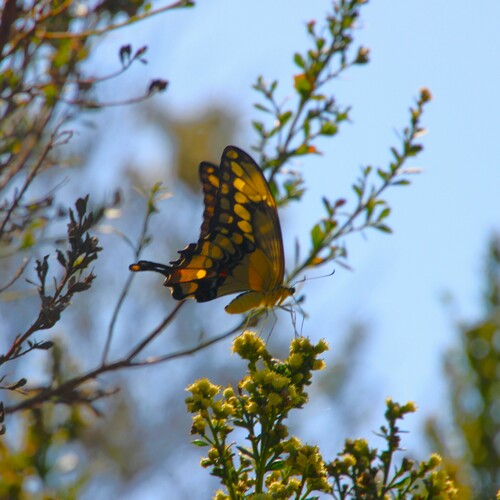 iNaturalist observation photo of Western Giant Swallowtail
