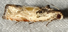 Olethreutes griseoalbana