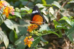Cethosia cyane