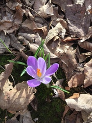 Crocus