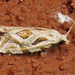Razowski's Aethes Moth - Photo (c) Diane P. Brooks, some rights reserved (CC BY-NC-SA), uploaded by Diane P. Brooks