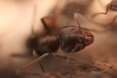 Liometopum apiculatum