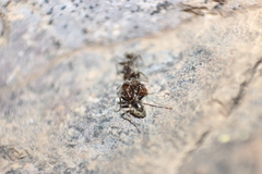 Liometopum apiculatum