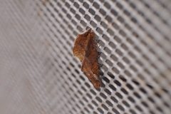 Plusiodonta coelonota