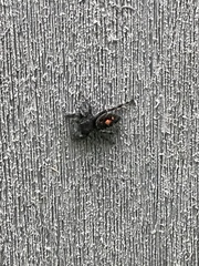 Phidippus audax