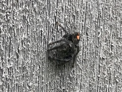 Phidippus audax