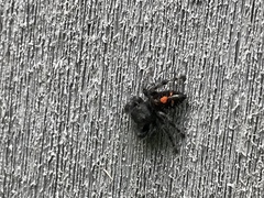 Phidippus audax