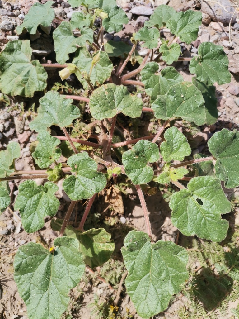 Proboscidea spicata