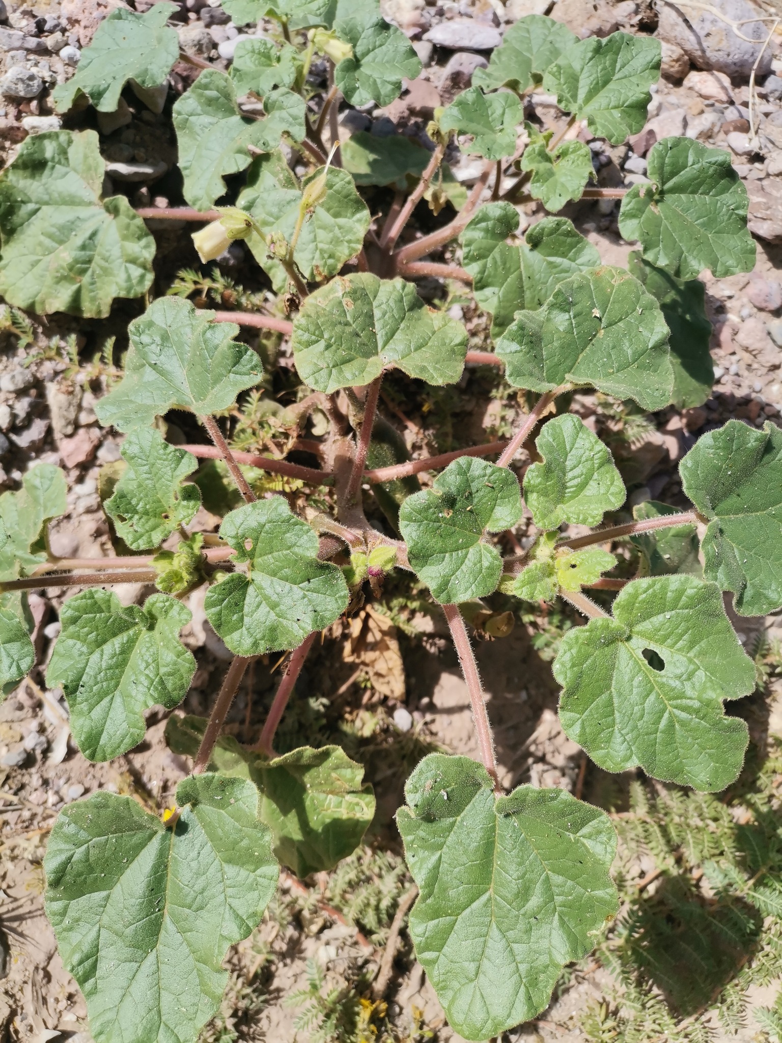 Proboscidea spicata