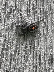 Phidippus audax