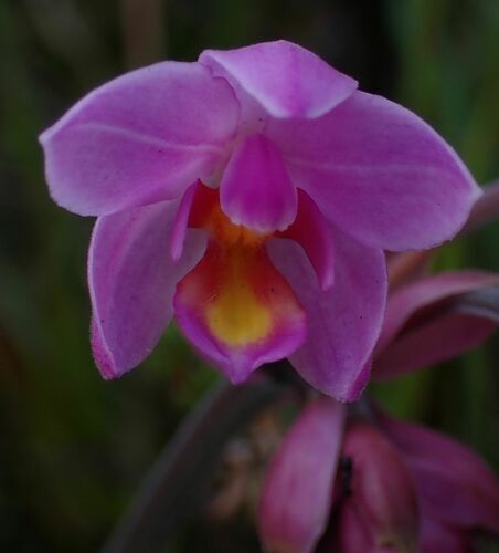 Spathoglottis parviflora