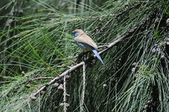 Uraeginthus bengalus