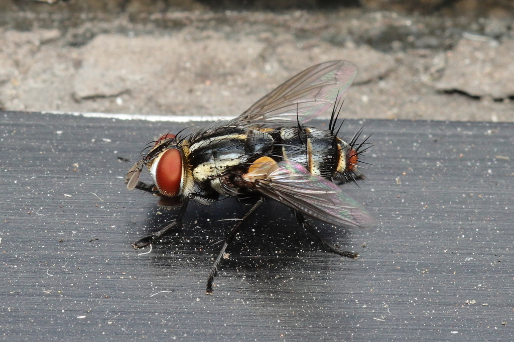 Winthemia pinguis