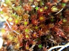 Ptychostomum pallens