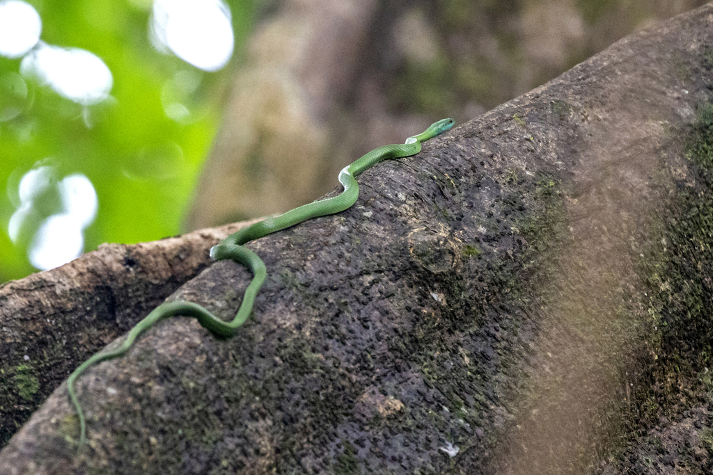 Common Green Racer