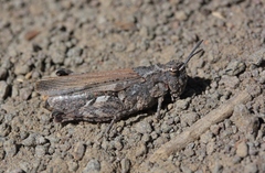 Chimarocephala pacifica