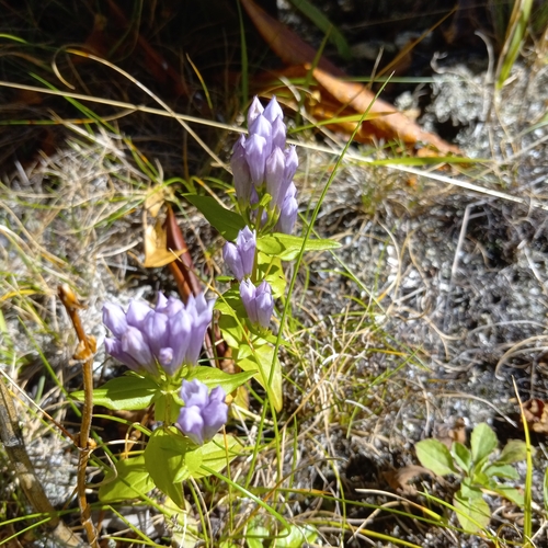 Image of Gentianella quinquefolia by (c) Ramon and Suzanne Vargas, some rights reserved (CC BY-SA)