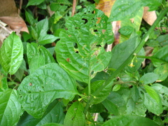 Witheringia meiantha