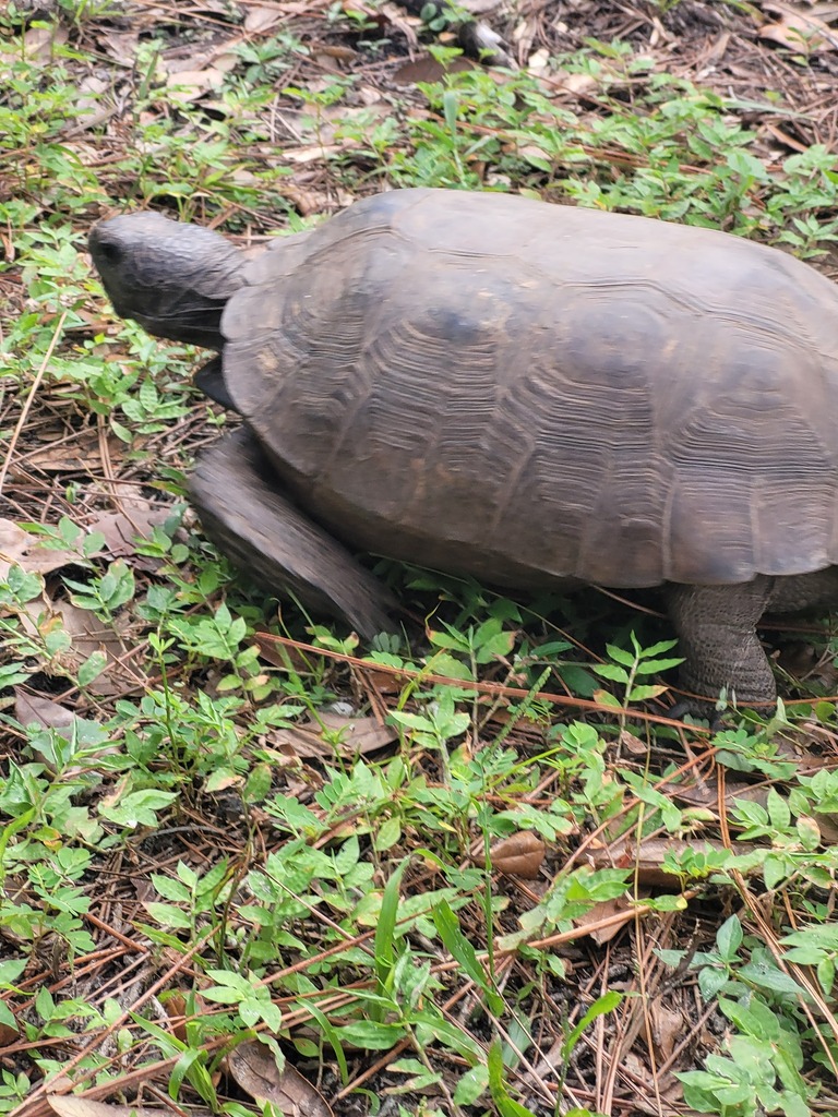 Gopher Tortoise in September 2023 by Benjamin Meyer · iNaturalist