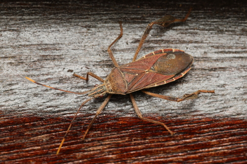Leptoglossus lonchoides
