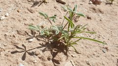 Lupinus shockleyi
