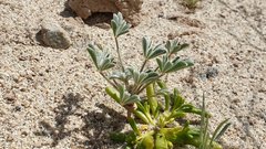 Lupinus shockleyi