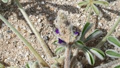 Lupinus shockleyi