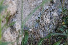 Podarcis siculus