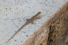Podarcis siculus