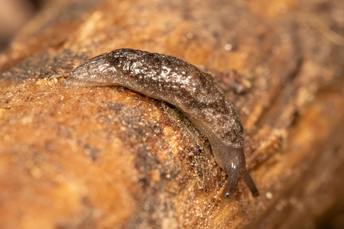 Rocky Mountain Axetail