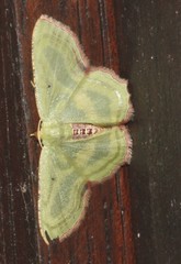 Metallochlora lineata