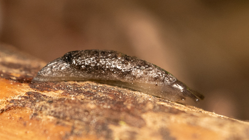 Rocky Mountain Axetail