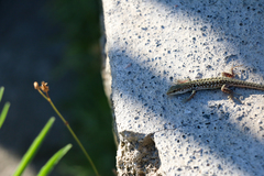 Podarcis siculus
