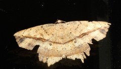 Polyacme subpulchra