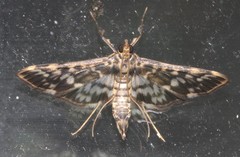 Rhimphalea sceletalis