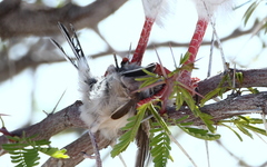 Micronisus gabar gabar