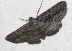Boarmia suasaria
