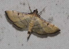 Cnaphalocrocis bilinealis