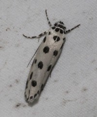 Ethmia sphaerosticha