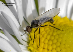 Empis impennis