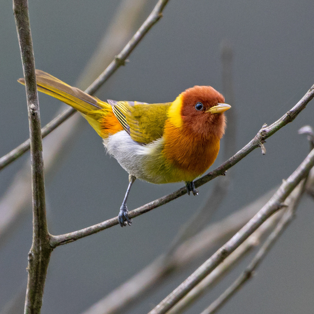 Rufous-headed Tanager