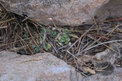 Sedum glabrum