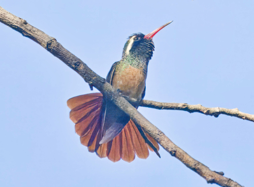 Xantus's Hummingbird (Basilinna xantusii), photo 10