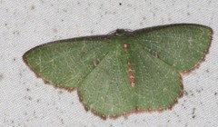 Eucyclodes metaspila