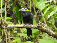 Selenidera maculirostris