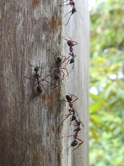 Dolichoderus attelaboides