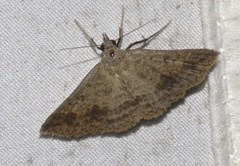 Ericeia sobria