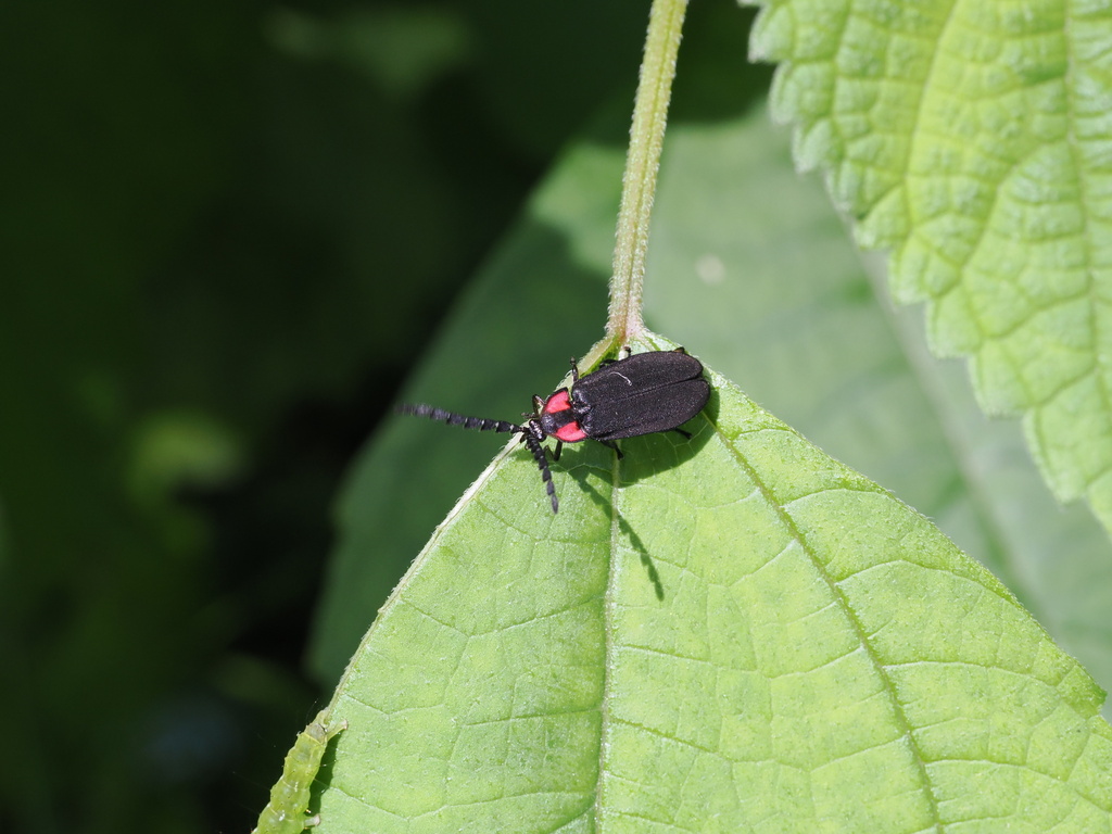 Lucidina accensa
